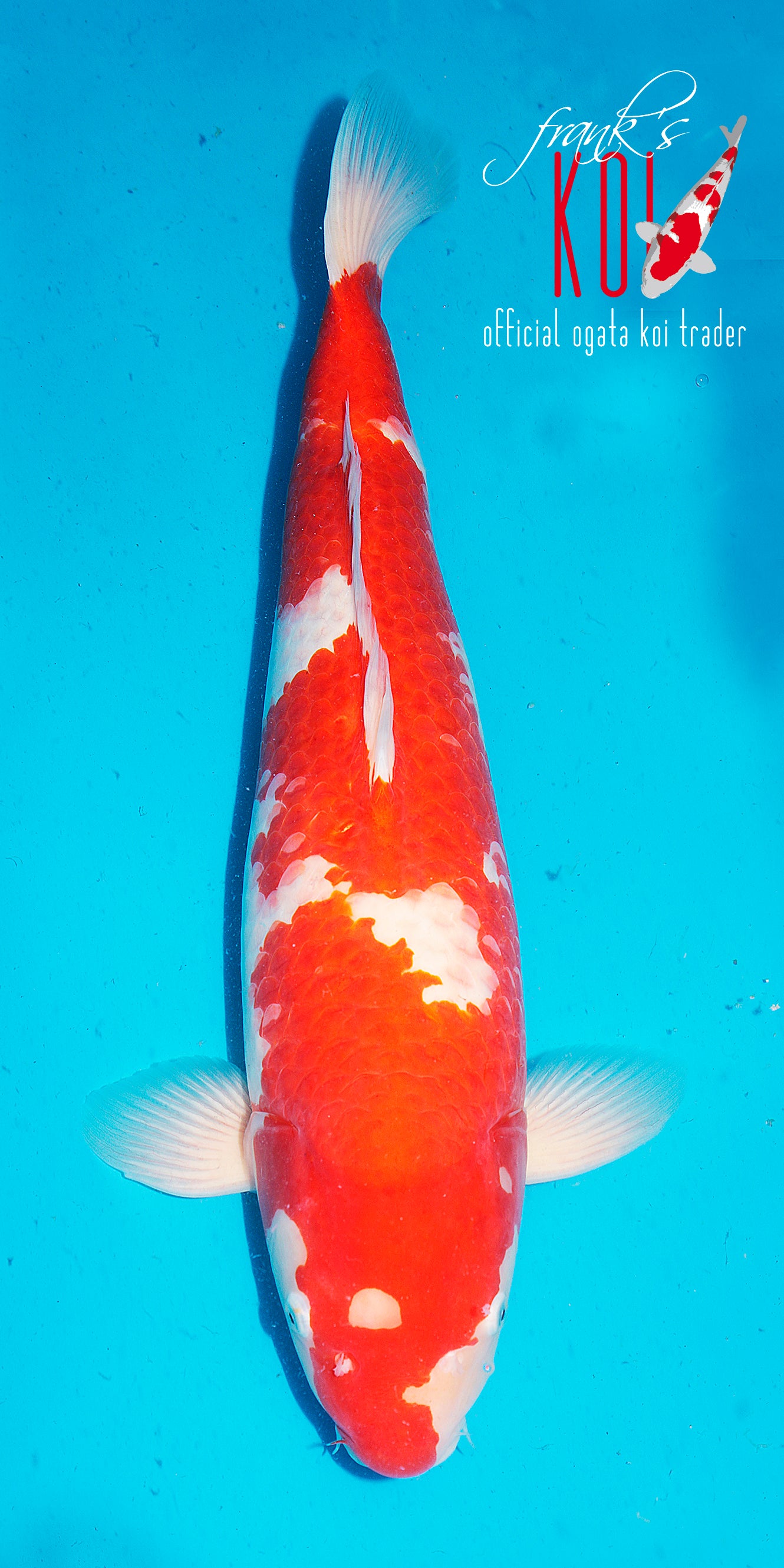 Kohaku