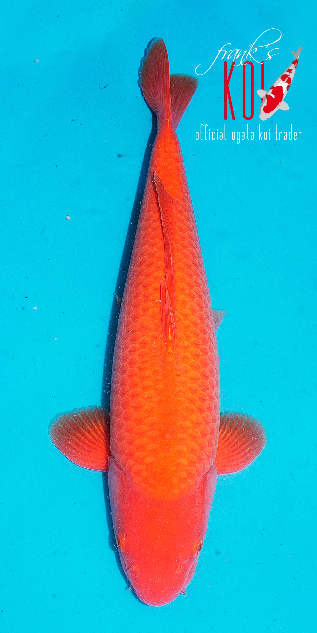 Benigoi