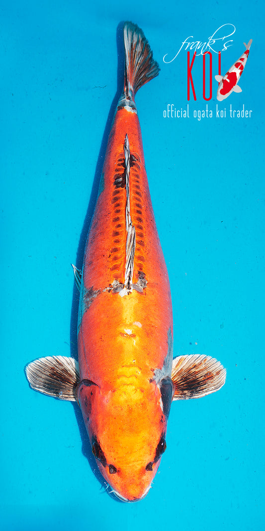 Benigoi Kikukuryo