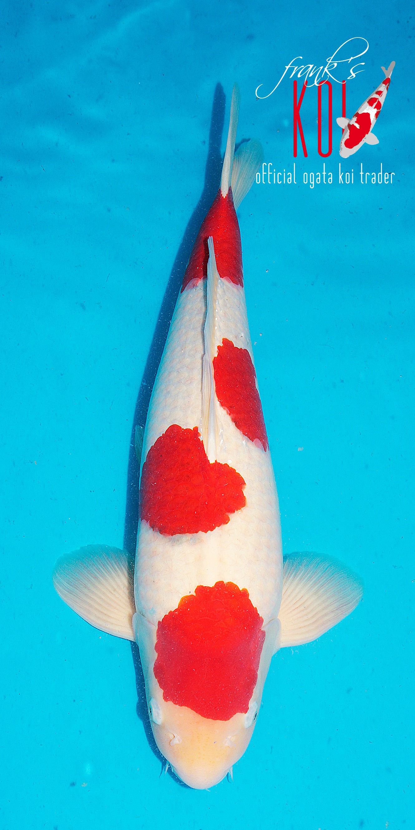 Goromo