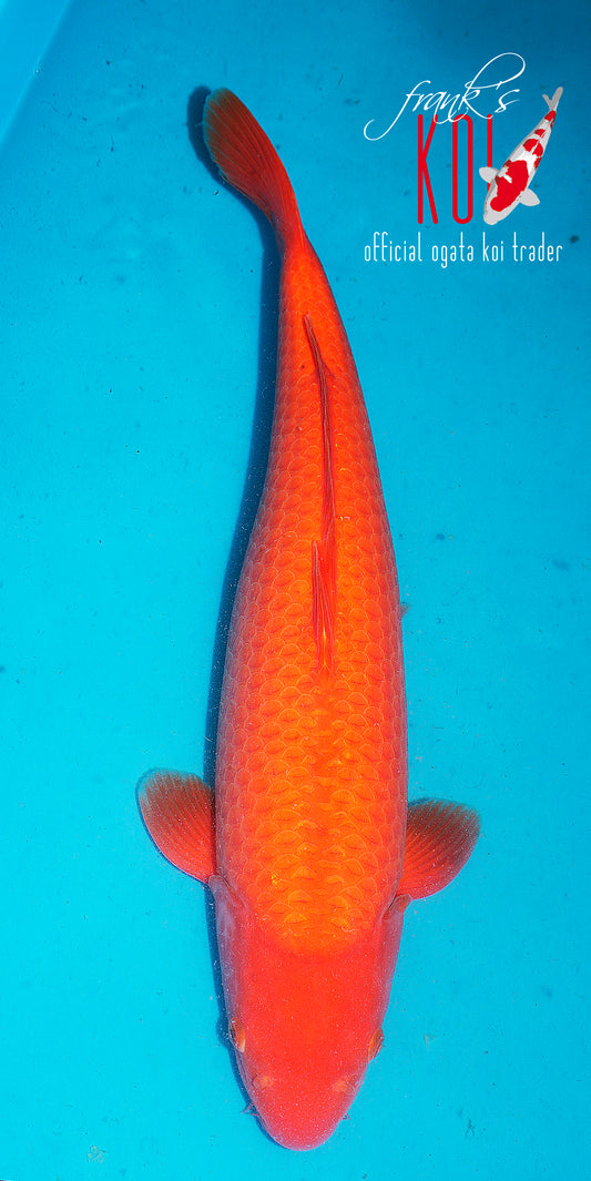 Benigoi
