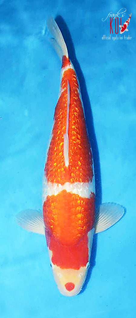 Ginrin Kohaku