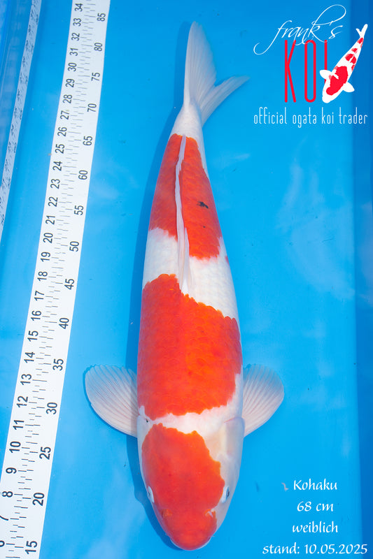 Kohaku