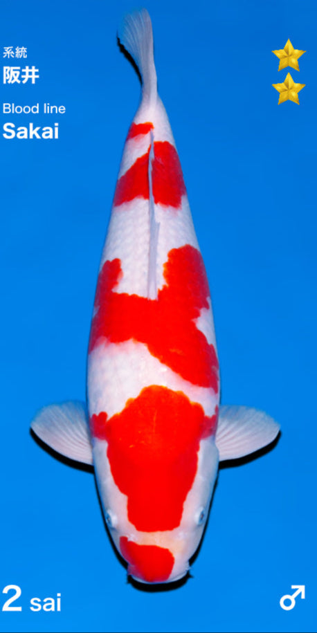Kohaku
