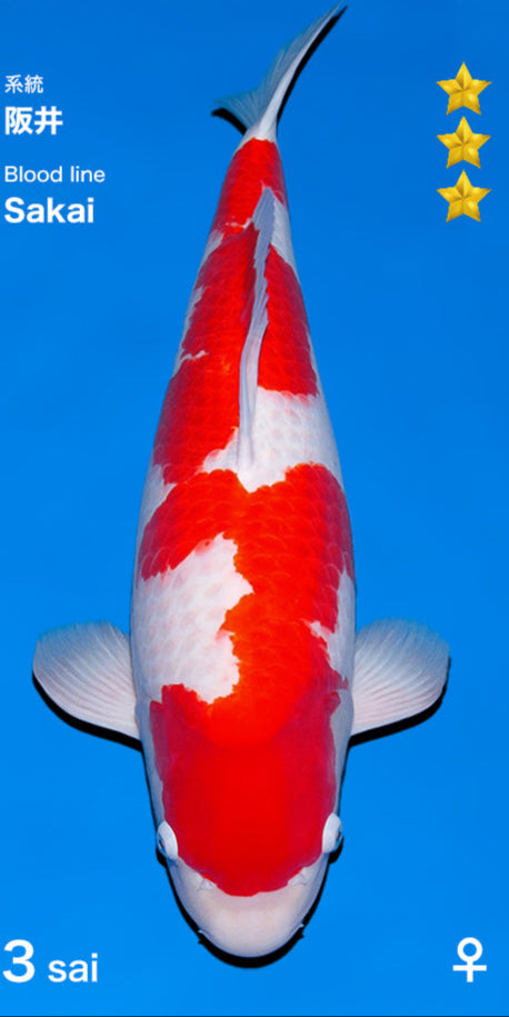 Kohaku