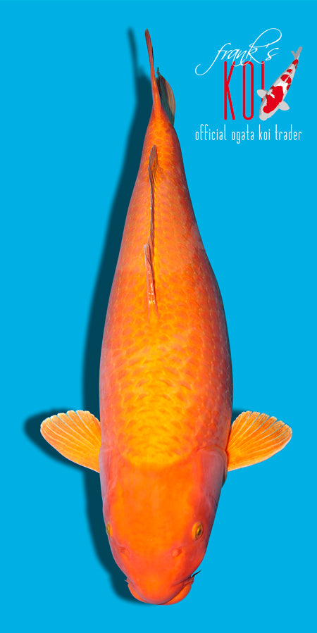 Orange Ogon