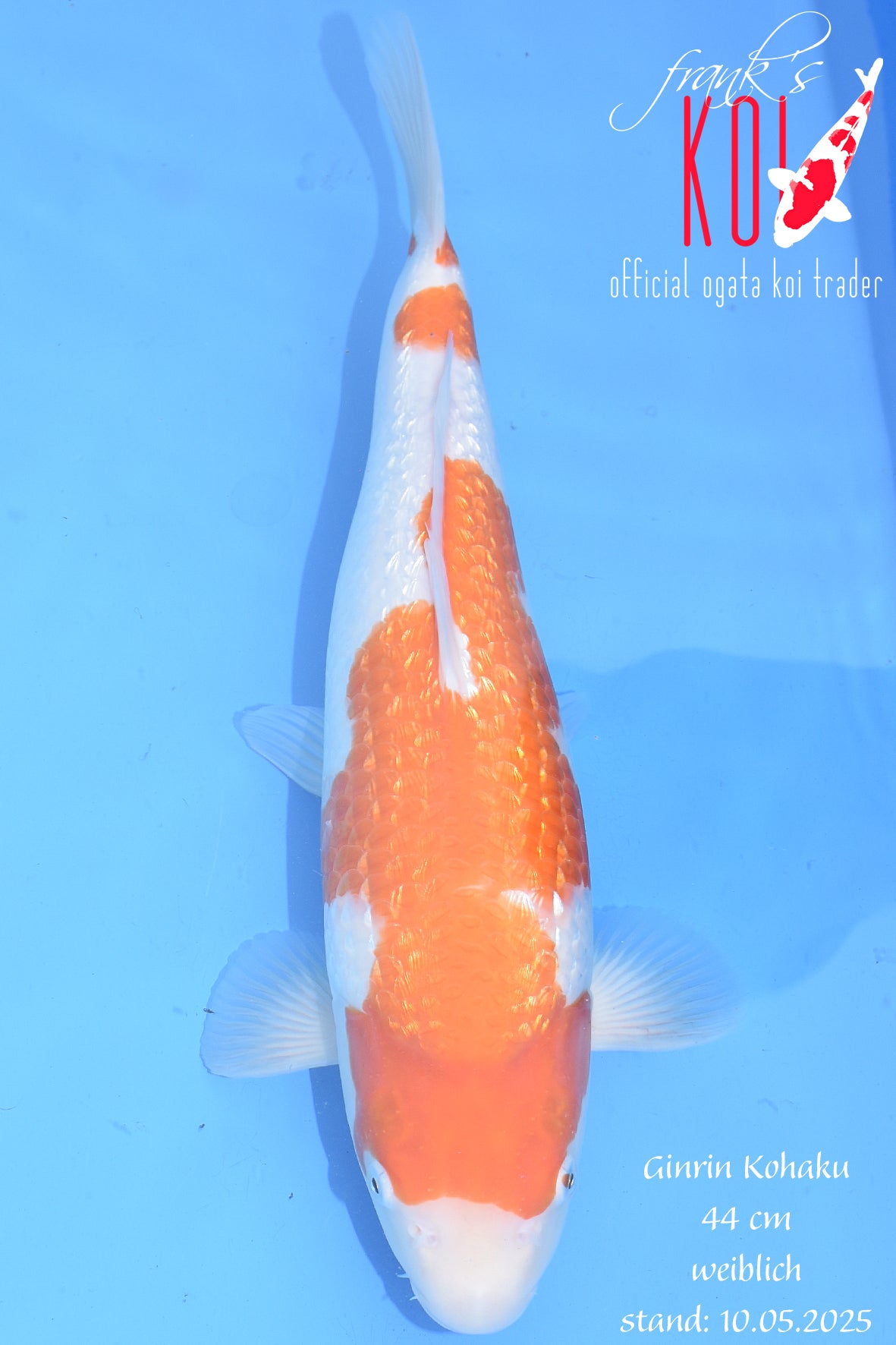 Ginrin Kohaku