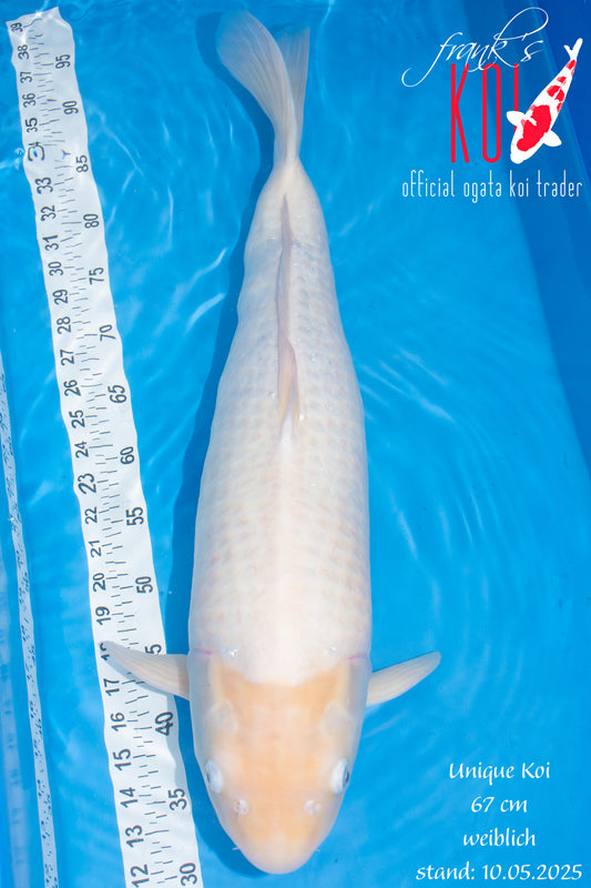 Unique Koi