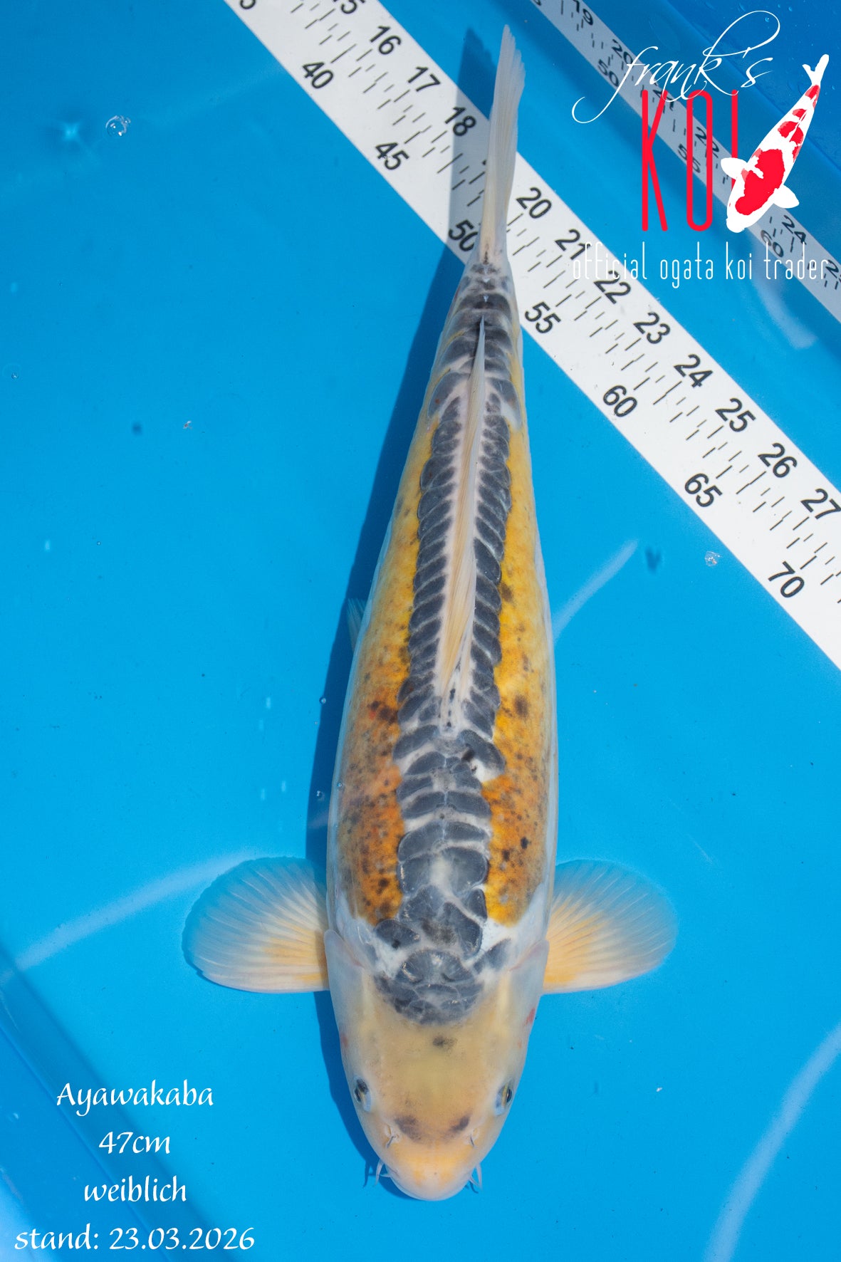 Ayawakaba