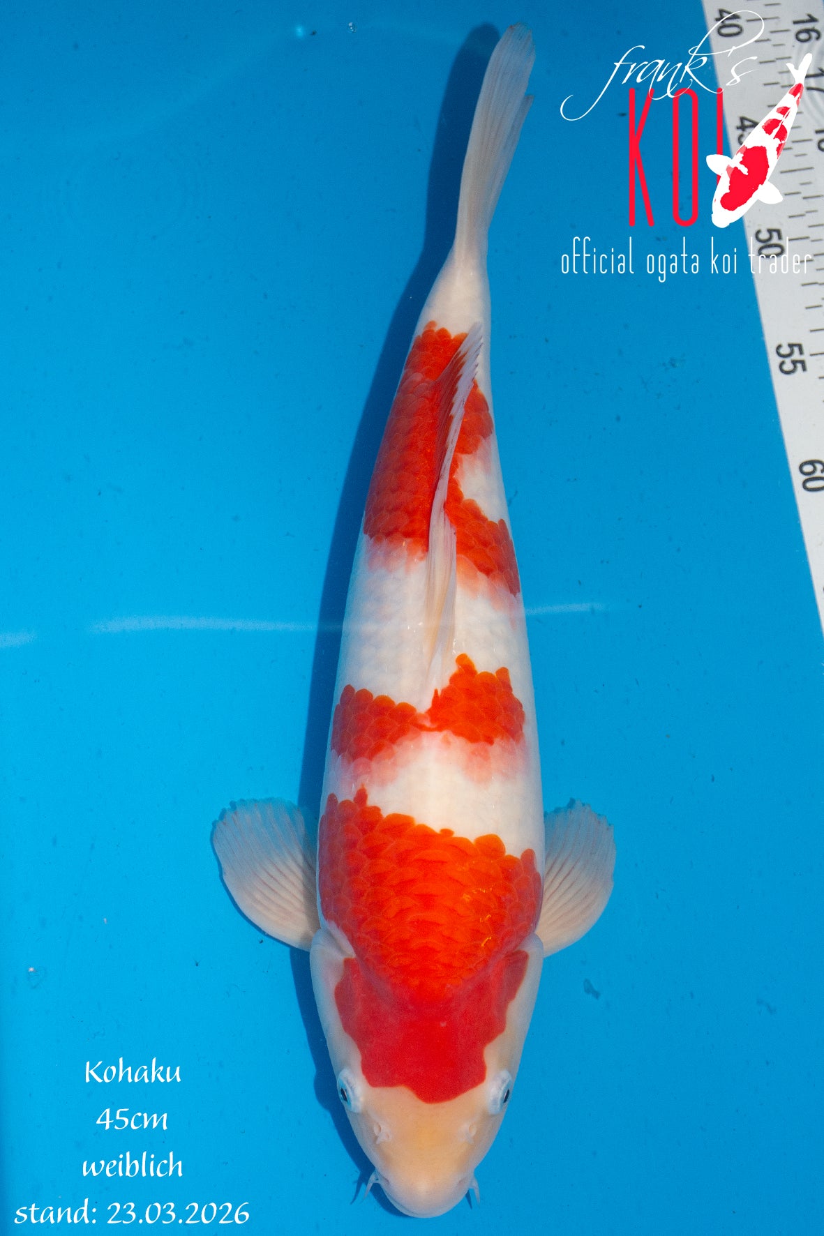 Kohaku