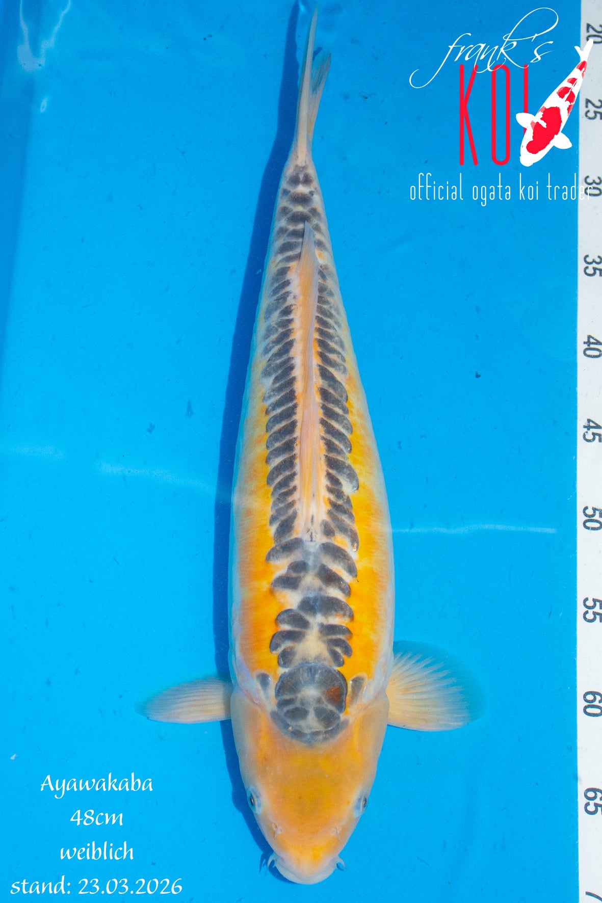 Ayawakaba