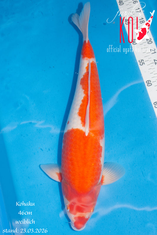 Kohaku