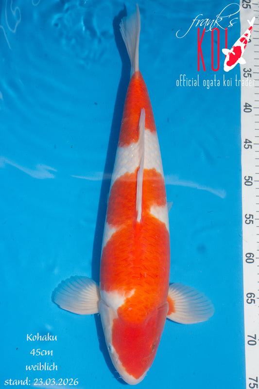 Kohaku
