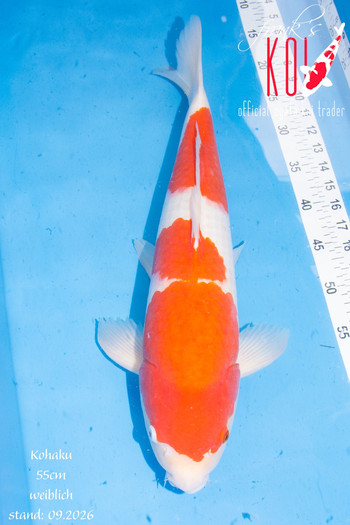 Kohaku