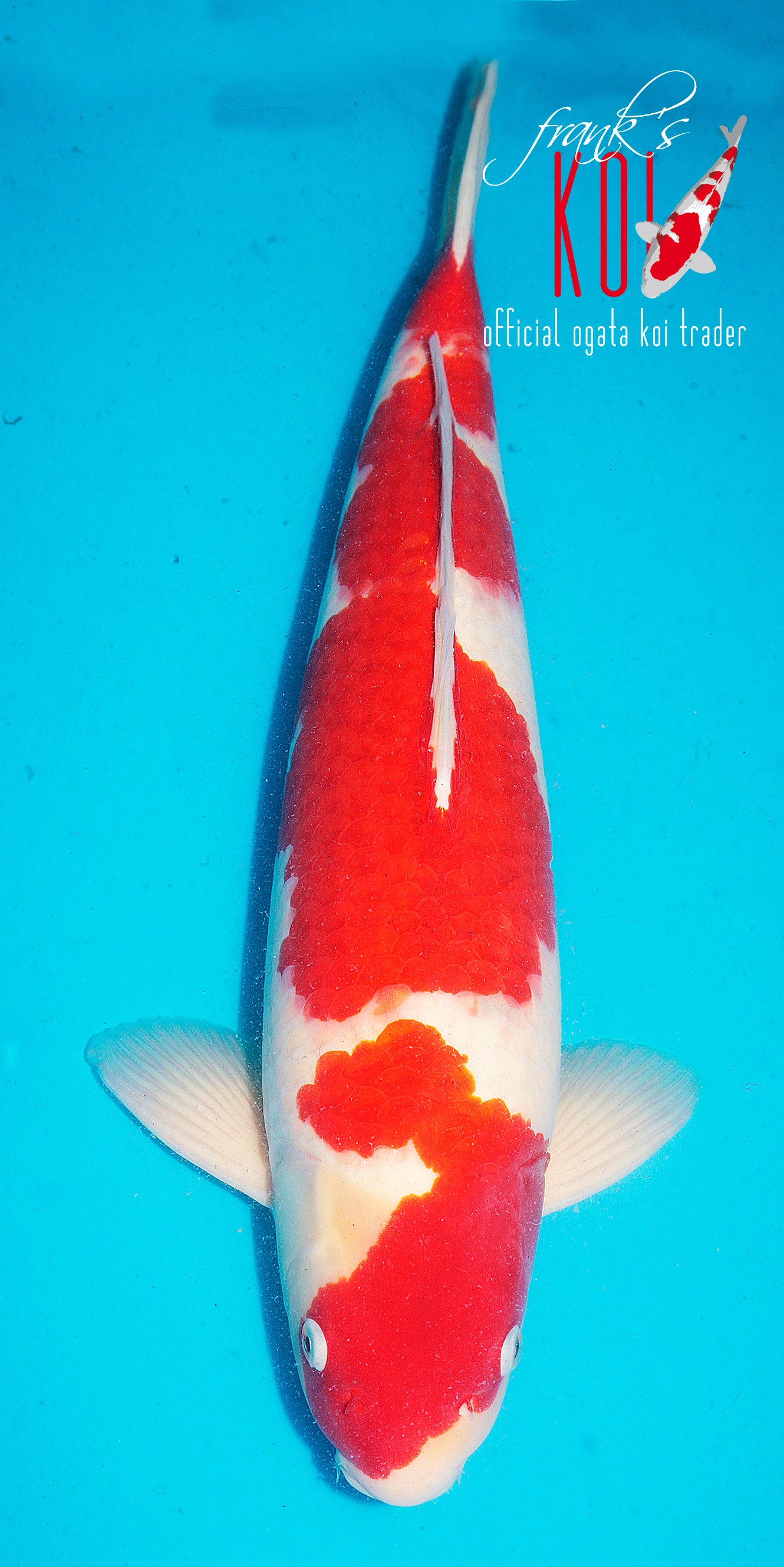 Kohaku