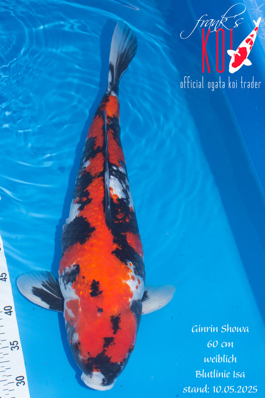 Ginrin Showa