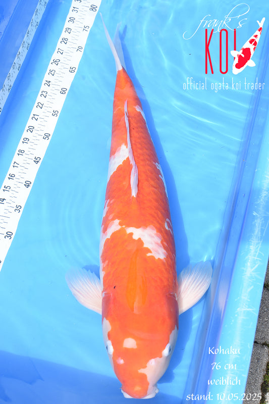 Kohaku