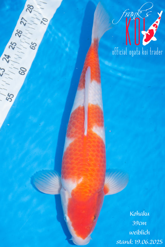 Kohaku