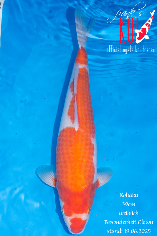 Kohaku