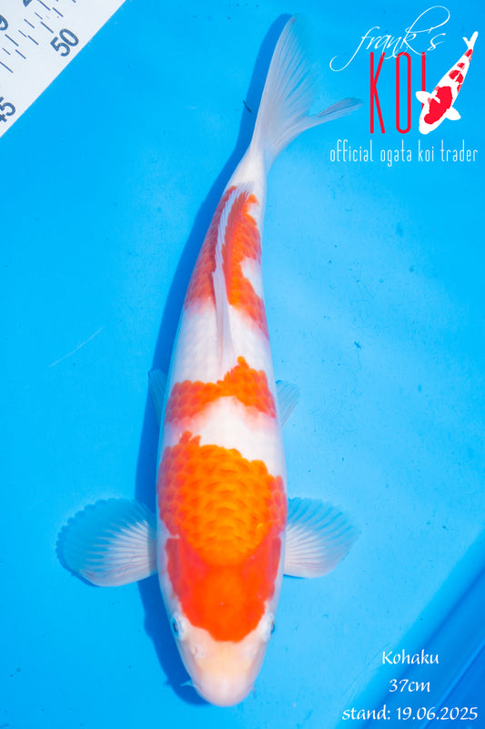 Kohaku